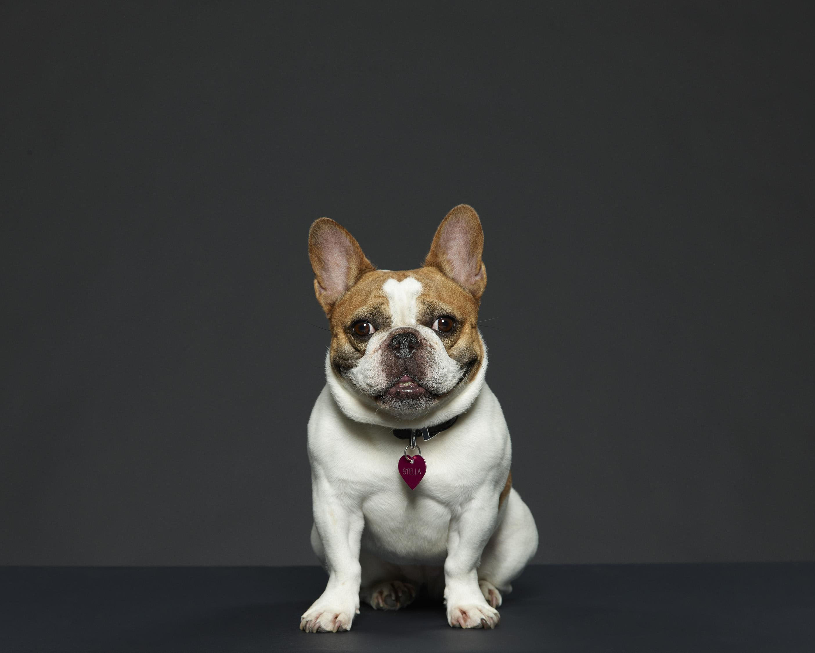modern family dog modern family dog